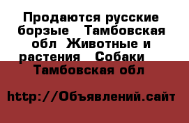 Продаются русские борзые - Тамбовская обл. Животные и растения » Собаки   . Тамбовская обл.